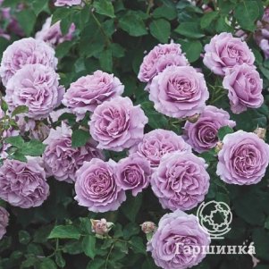 Роза Индиголетта 350₽