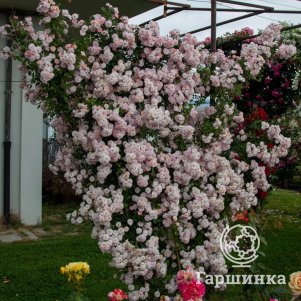 

Роза Бризе Парфюм