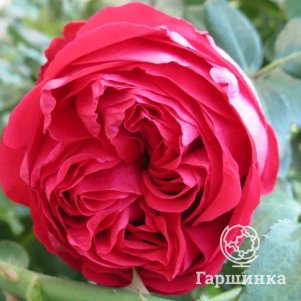 Роза Эрик Таберли шраб