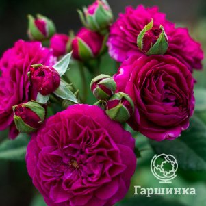 Роза Перпл Лодж кустарниковая шраб