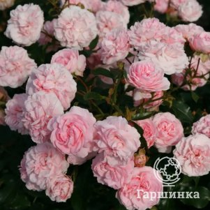 

Роза Лариса шраб