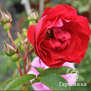 Роза Аделаида Худлес