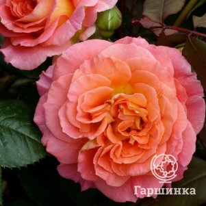 

Роза Мами Дитьер