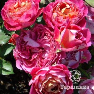 Роза Сантерей Де Лей Ле шраб