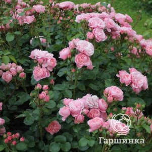 

Роза Байландо