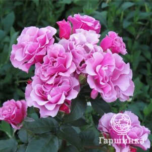 

Роза Санта Барбара флорибунда