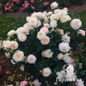 

Роза Крим Эбандэнс