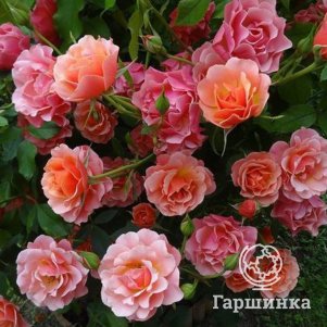 Роза Жан Кокто флорибунда