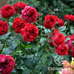 

Роза Аут оф Розенхайм