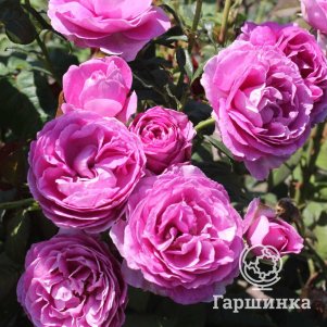 

Роза Кармен Вюрт флорибунда