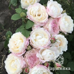 

Роза Имка Марина (Андре Бришель)