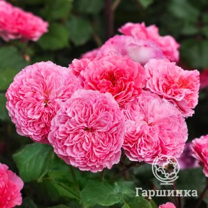 

Роза Тео Клеверс