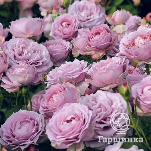 

Роза Новалис флорибунда