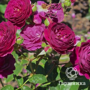 

Роза Эбб Тайд