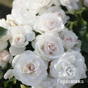 

Роза Аспирин