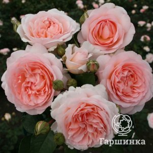 

Роза Мерхензаубер