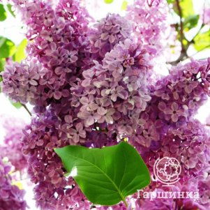 

Сирень Изобилие