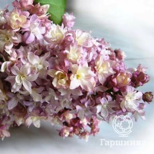 

Сирень Федерико Гарсиа Лорка