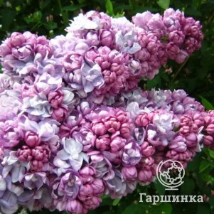 

Сирень Жди Меня