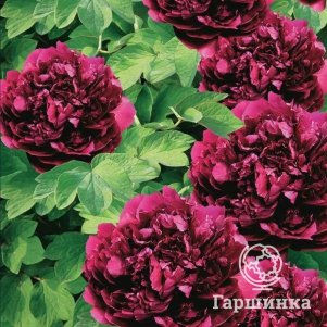 

Пион Ароматный чемпион древовидный фиолетовый