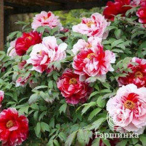 Пион Две сестры древовидный многоцветный