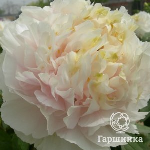 

Пион Золотой изумруд древовидный желтый