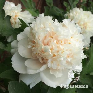 

Пион Аромат Золотой Корицы Витает в Воздухе древовидный желтый