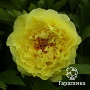 

Пион Кинко древовидный желтый