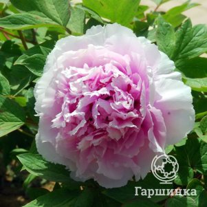 

Пион Отличные виды после дождя древовидный розово-голубой