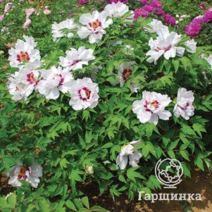 

Пион Сказочная луна древовидный белый