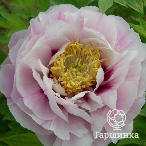 

Пион Красочная Хризантема древовидный светло-розовый