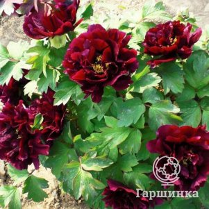 

Пион Полночь древовидный черный