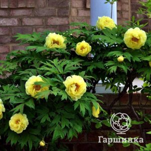 

Пион Полуденный Зной древовидный желтый