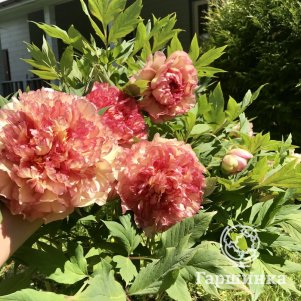 

Пион Золотая Россыпь древовидный желтый