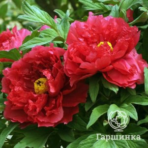 

Пион Саншайн древовидный красный