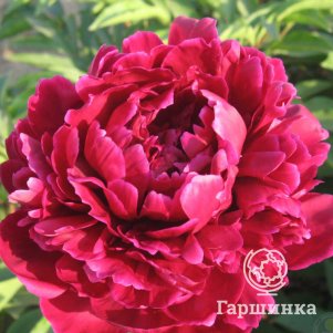 

Пион Красный Феникс темно-красный