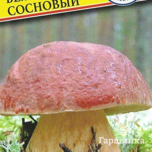 Белый гриб сосновый 50 мл Семена Престиж 146₽