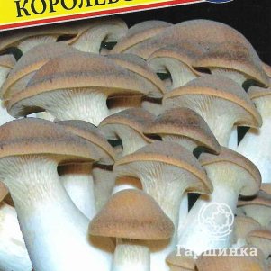 Вешенка королевская 12палочек Семена Престиж 120₽