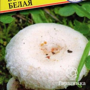 Волнушка белая 60 мл Семена Престиж 146₽