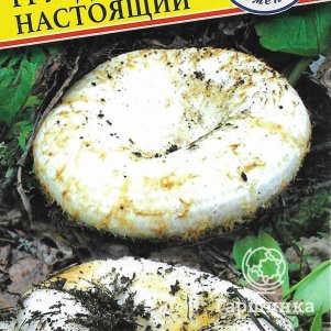 

Груздь настоящий 50 мл, Семена Престиж