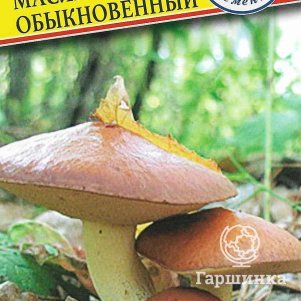 Масленок обыкновенный 50 мл Семена Престиж 146₽