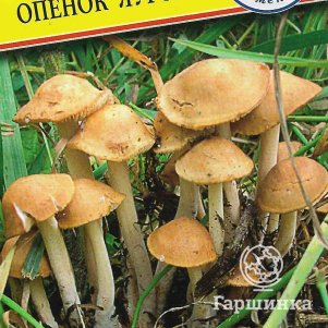Опенок луговой 50 мл Семена Престиж 120₽
