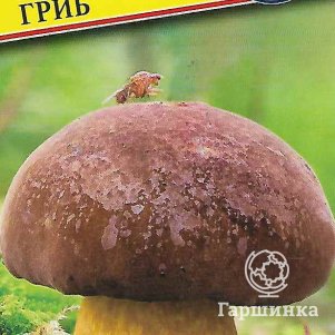 Польский гриб 60 мл Семена Престиж 146₽
