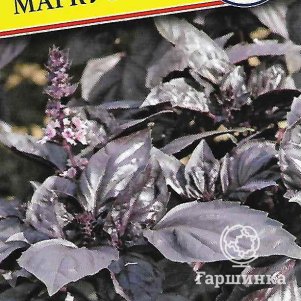 Базилик Маркус 05 г Семена Престиж 34₽