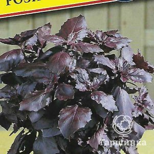 Базилик Рози 05 г Семена Престиж 46₽