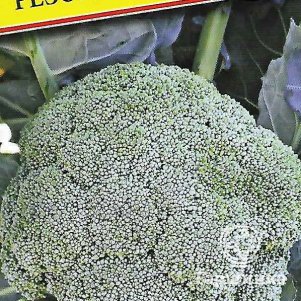 Брокколи Резонанс F1 10 шт Семена Престиж 38₽