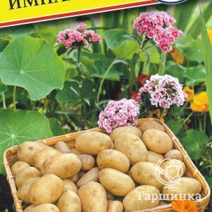 Картофель Импала 005 гр Престиж 35₽