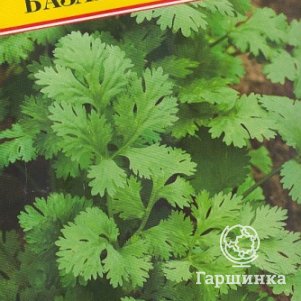 Кинза Кориандр Базар 1 г Семена Престиж 19₽