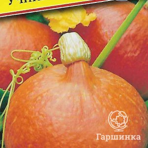 

Тыква Учики Кури F1 3 шт, Семена Престиж