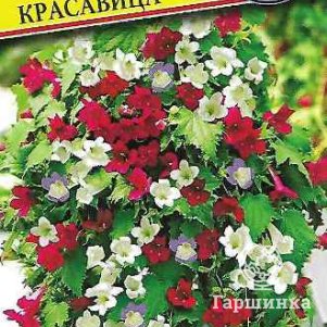Азарина Мексиканская красавица лазающая 5 шт Семена Престиж 49₽